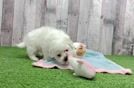 Akc Registered Bichon Frise Baby