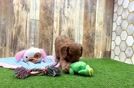 Meet Vueve - our Cavapoo Puppy Video