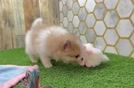 Smart Swergspitz Purebred Puppy