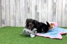 Meet Almond - our Morkie Puppy Video