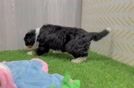 Hypoallergenic Bernese Doodle Poodle Mix Puppy