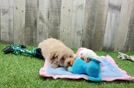 Funny Maltipoo Poodle Mix Pup