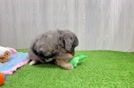 Mini Bernedoodle Pup Being Cute