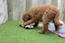 Small Mini Goldendoodle Baby