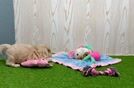 Best Maltipoo Baby