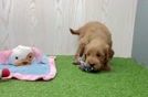Meet Beethoven - our Mini Goldendoodle Puppy Video