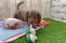 Cute Dachshund Baby