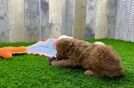 Meet Ken - our Poodle Puppy Video