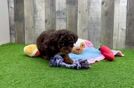 Meet Leland - our Poodle Puppy Video