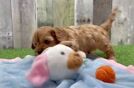 Cavapoo Puppy for Adoption