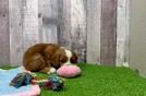Hypoallergenic Cavadoodle Poodle Mix Puppy