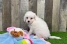 Playful Cavapoodle Poodle Mix Puppy
