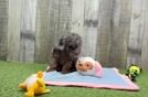 Playful Poodle Baby