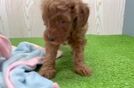 Mini Goldendoodle Puppy for Adoption