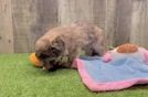 Havapoo Pup Being Cute