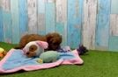 Mini Goldendoodle Puppy for Adoption