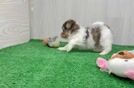 Shih Poo Puppy for Adoption