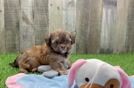Shih Poo Pup Being Cute