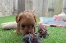 Meet Caitlin - our Cavapoo Puppy Video