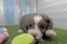 Small Mini Bernedoodle Baby