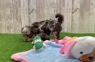 Best Shih Poo Baby