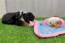 Best Mini Bernedoodle Baby
