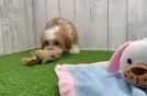 Energetic Havanese Shih Tzu Mix Designer Puppy