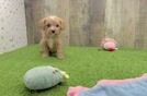 Funny Cavapoo Poodle Mix Pup