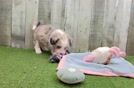 Aussiechon Puppy for Adoption