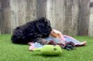 Mini Goldendoodle Pup Being Cute