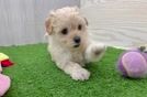 Best Maltipoo Baby