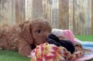 Energetic Cavoodle Poodle Mix Puppy