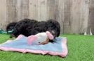 Mini Bernedoodle Puppy for Adoption