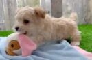 Best Maltipoo Baby