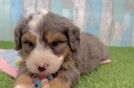 Happy Mini Bernedoodle Baby