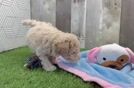 Sweet Maltipoo Baby