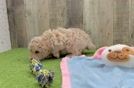Playful Havadoodle Poodle Mix Puppy