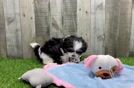 Funny Teddy Bear Designer Pup