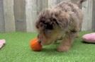 Energetic Labrapoo Poodle Mix Puppy