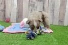 Meet Ashton - our Mini Aussie Puppy Video