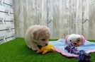 Meet Barkin - our Poochon Puppy Video
