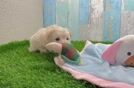 Best Maltipoo Baby