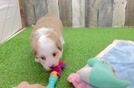 Little Mini Aussiepoo Poodle Mix Puppy