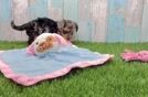 Meet Grace - our Yorkie Poo Puppy Video
