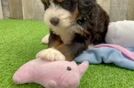 Fluffy Mini Bernedoodle Poodle Mix Pup