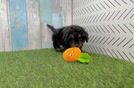 Cavapoo Puppy for Adoption