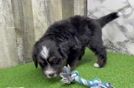 Best Mini Bernedoodle Baby