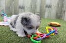 Shih Poo Pup Being Cute