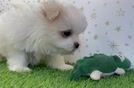 Playful Maltese Pom Designer Puppy
