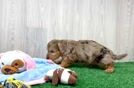 Funny Yorkie Poo Poodle Mix Pup